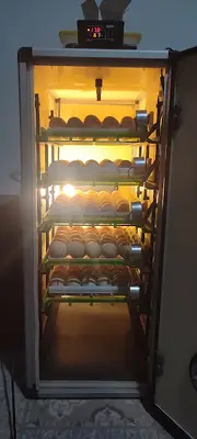Mango civciv australorps