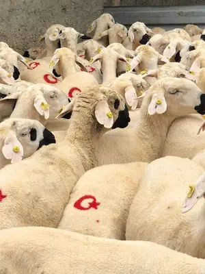 Aras hayvancılık fotoğrafı