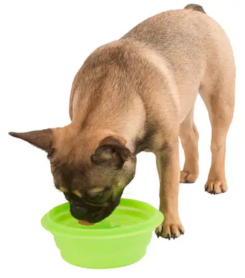 Kankam Petshop