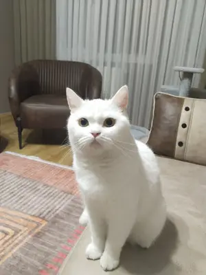 Tatlı Patiler Veteriner Kliniği fotoğrafı