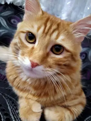 Şenoğlu Veteriner Kliniği fotoğrafı