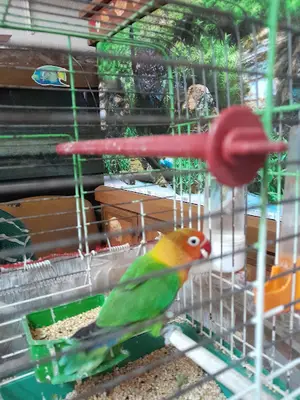 Onur Kuş & Akvaryum Galerisi fotoğrafı