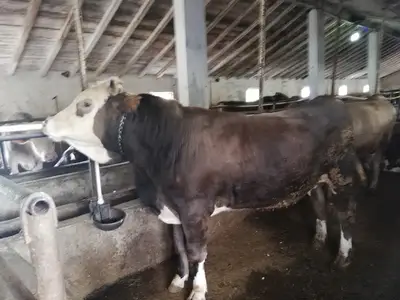 yeğenler besi çiftliği