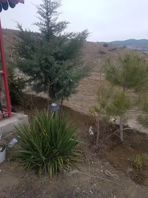 Saban Balci Citligi