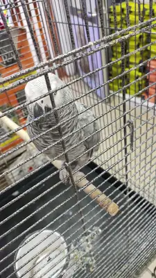 PatiPetShop