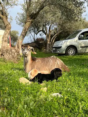 TURAN VETERİNER KLİNİĞİ