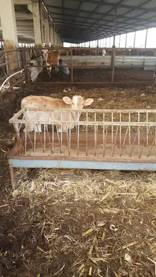 KURU OĞLU ÇİFTLİĞİ fotoğrafı