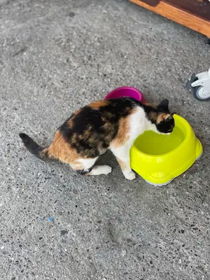 Göcek Veteriner Kliniği
