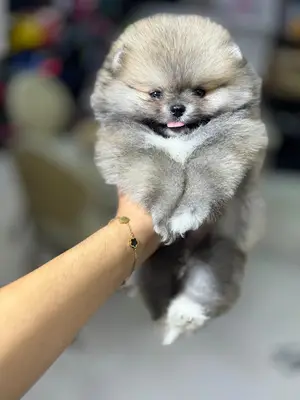 Boby pethome
