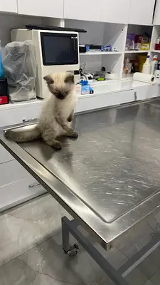 Ören Veteriner Kliniği