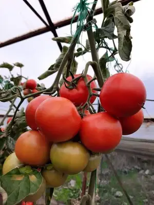Barış Öztürk Çiftliği fotoğrafı