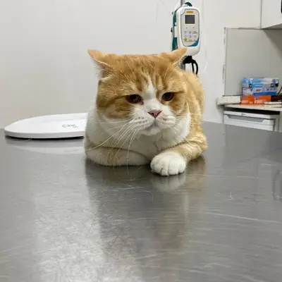Adige Veteriner Kliniği