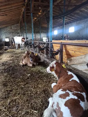 Atlas Veteriner Kliniği Muayenehanesi