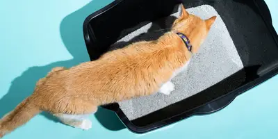 catylitter