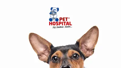 Pet Hospital GOP fotoğrafı