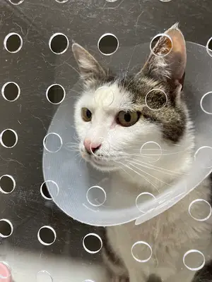 Bulut Veteriner Kliniği fotoğrafı